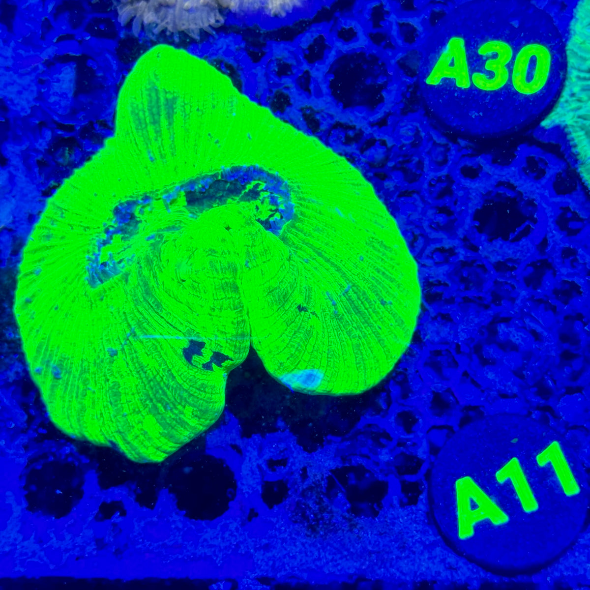 A11