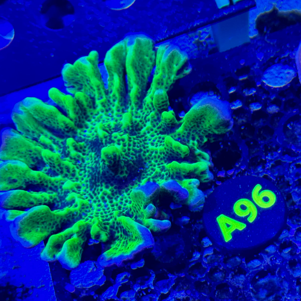 A96