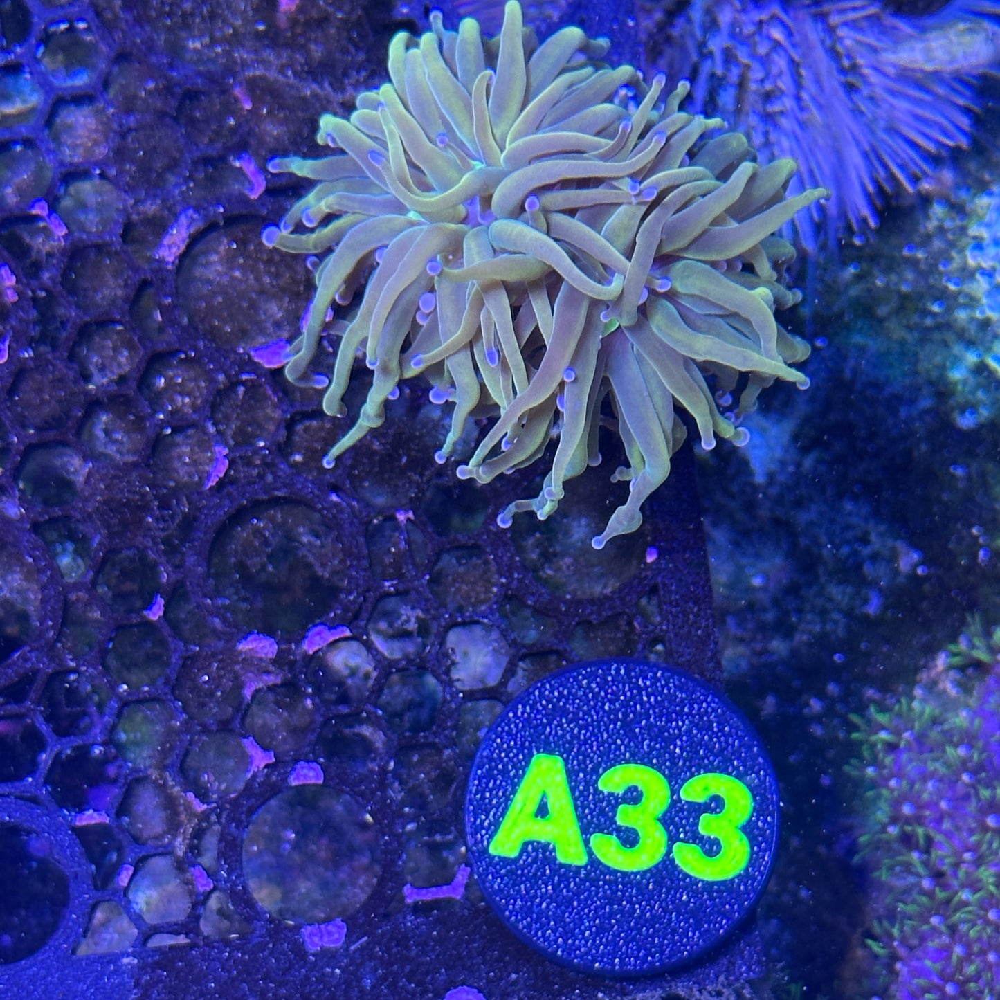 A33