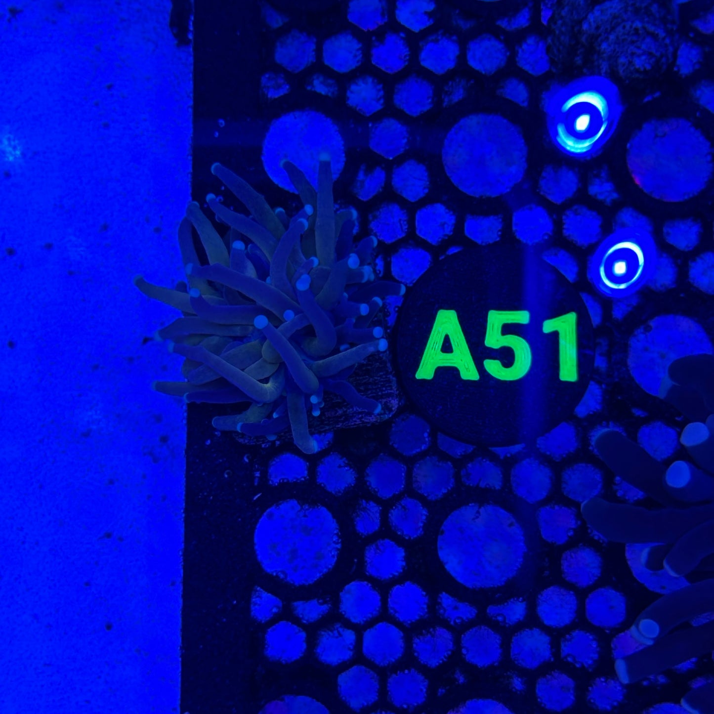 A51