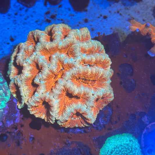 Large acan colony
