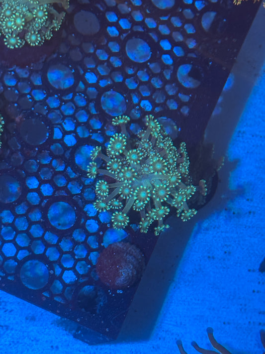 Alveopora frag