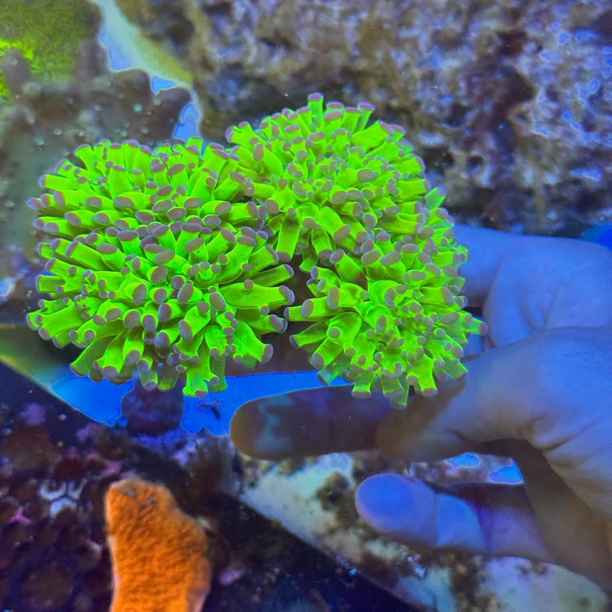 Purple Tip Green Frogspawn