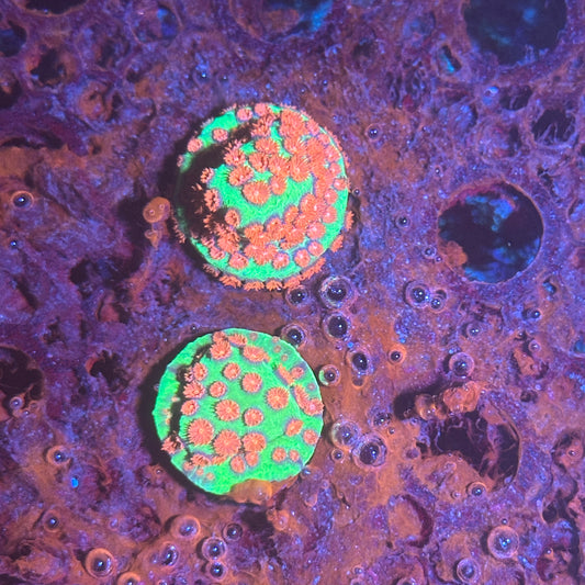 Jason fox alien pox