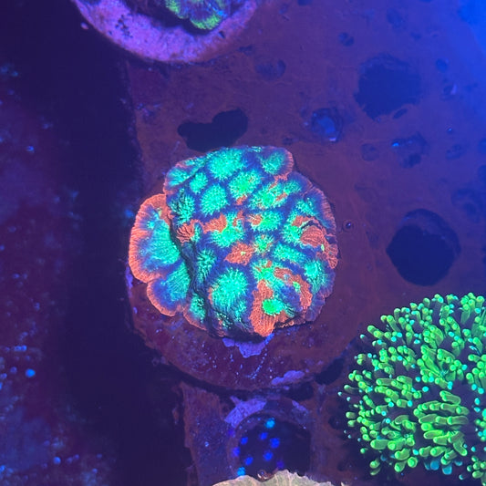 Multicolor war coral