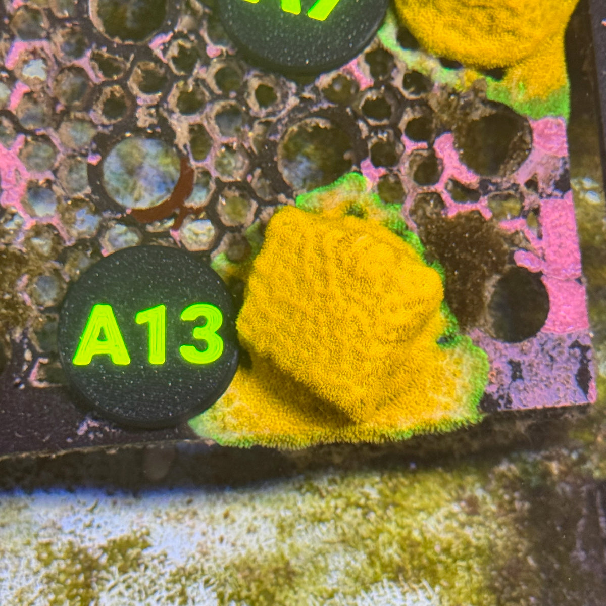 A13 Lucky Charms Psammocora