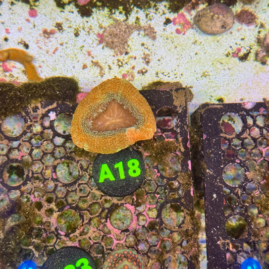 A18