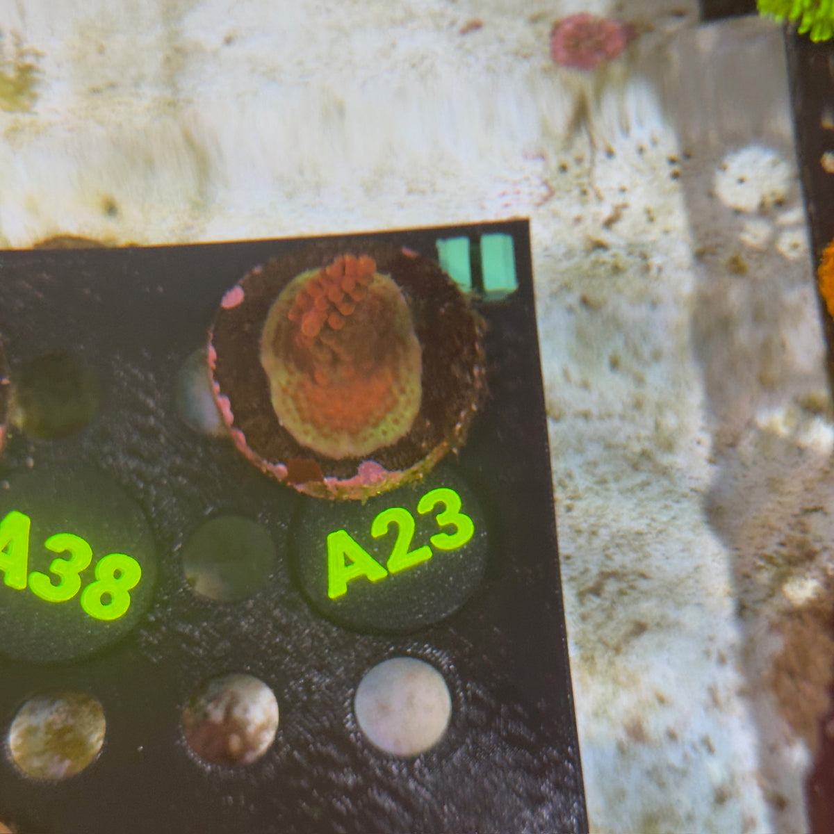 A23