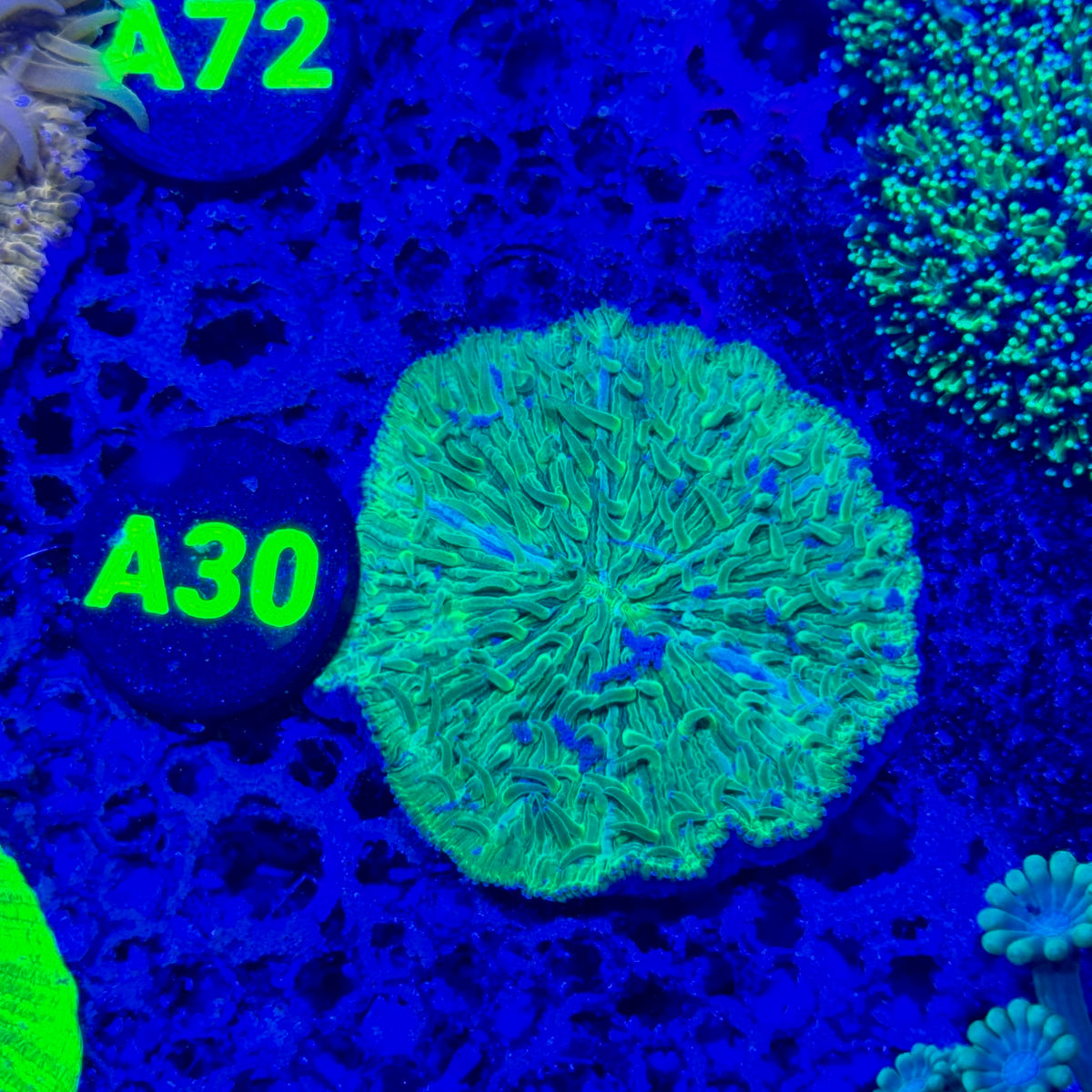 A30