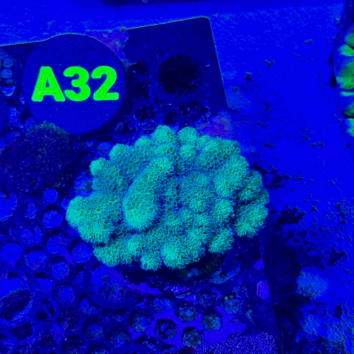 A32