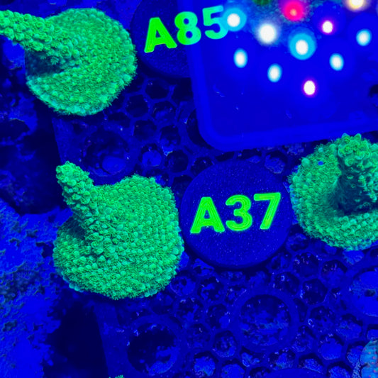 A37