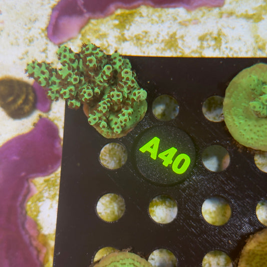 A40