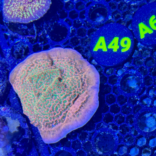 A49