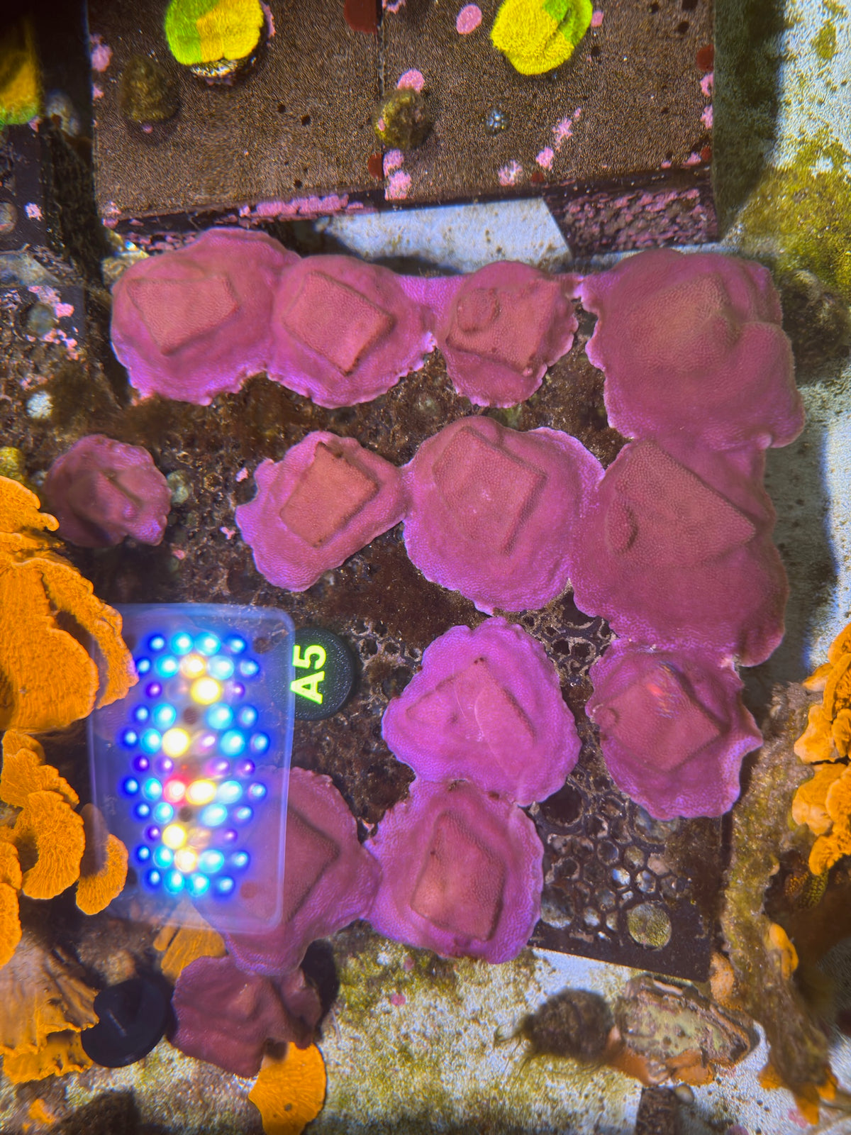 Purple Montipora