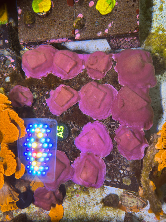 Purple Montipora
