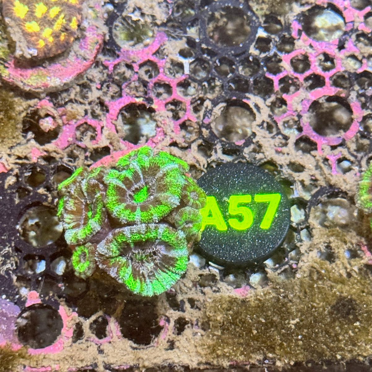 A57