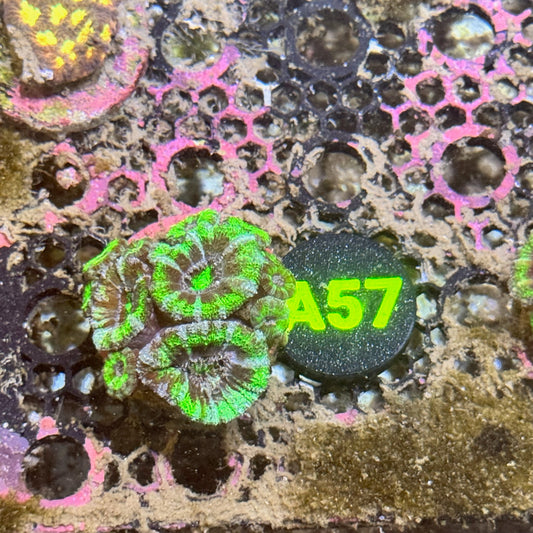 A57