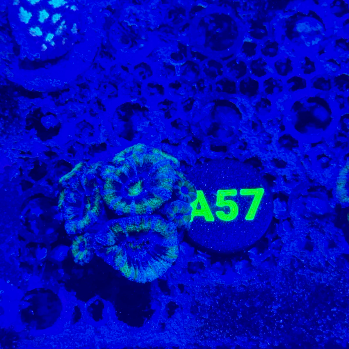 A57