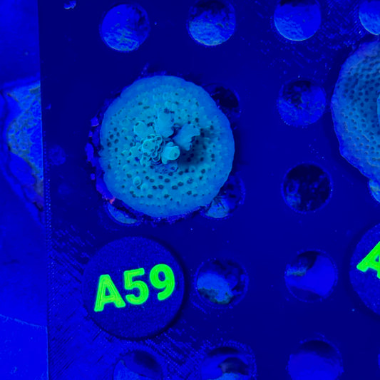 A59