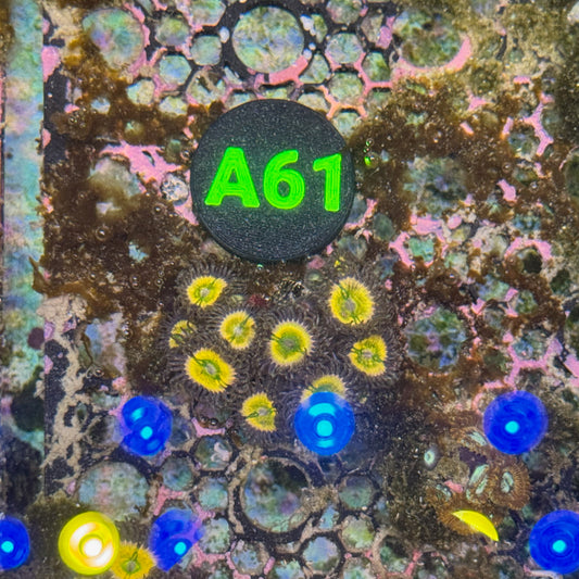 A61 citrus cooler