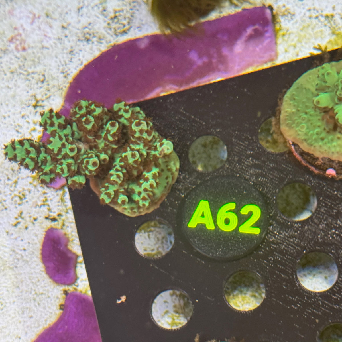 A62