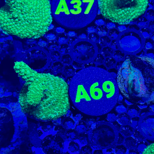 A69