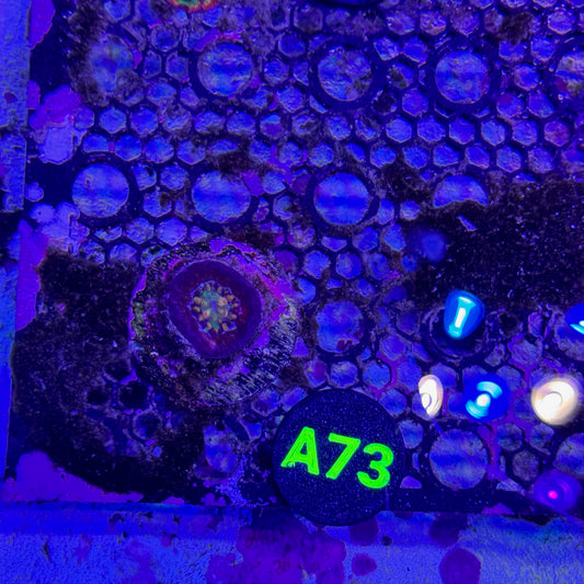 A73