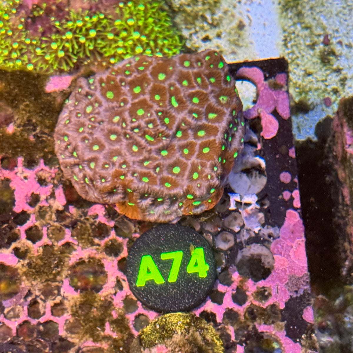 A74