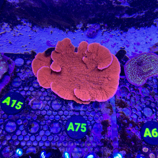 A75
