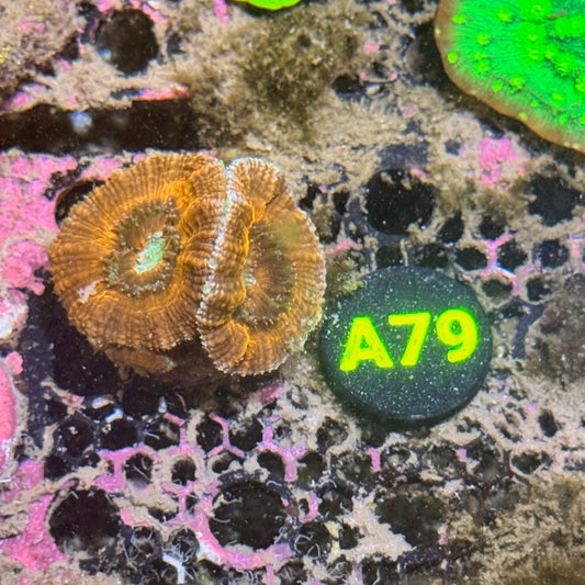 A79