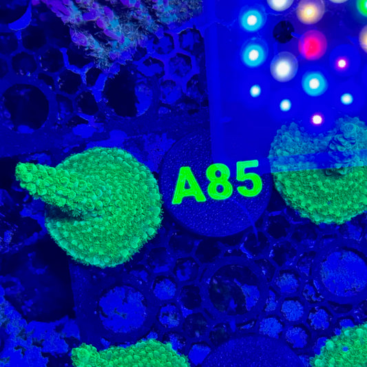 A85