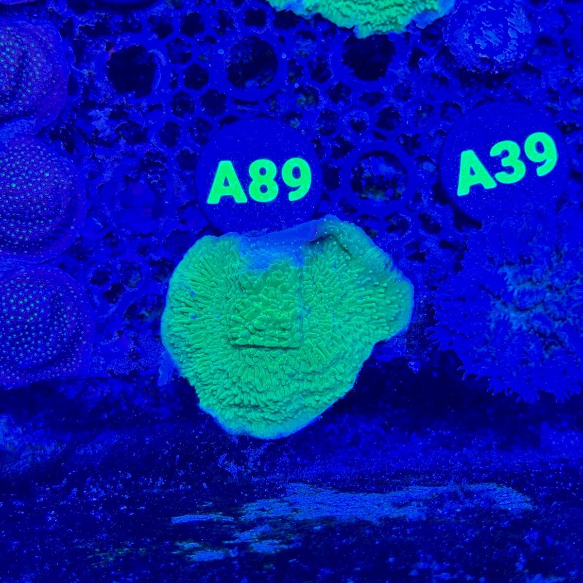 A89