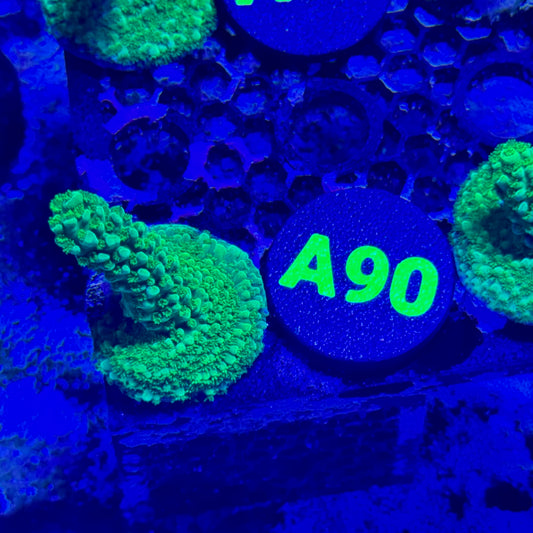 A90