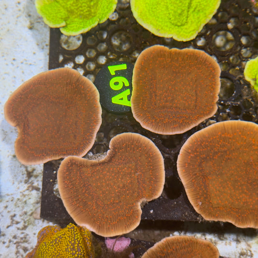 Spotted Montipora