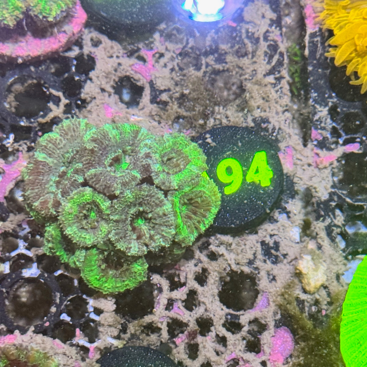 A94