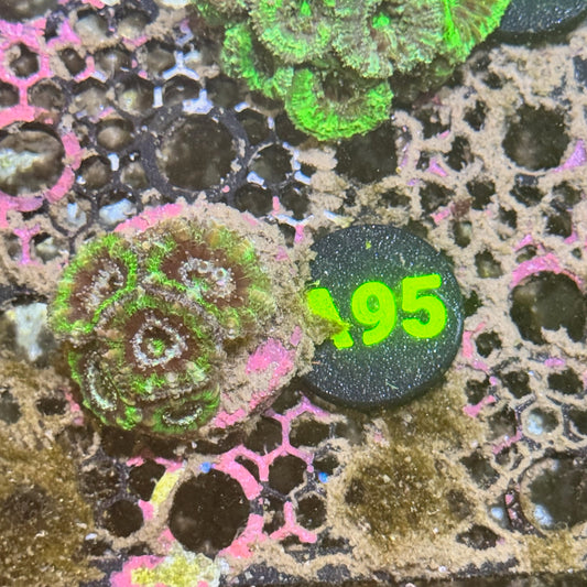 A95
