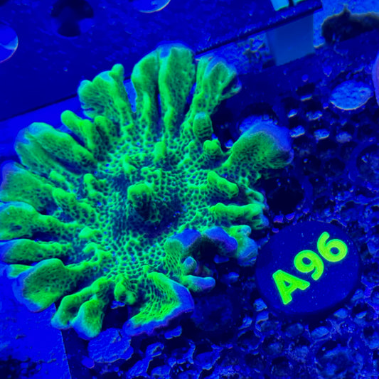 A96