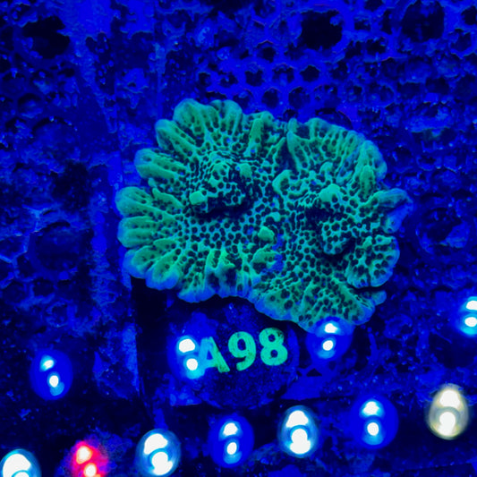 A98