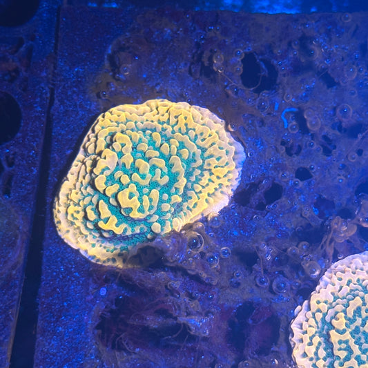 WWC CHERY TREE MONTIPORA