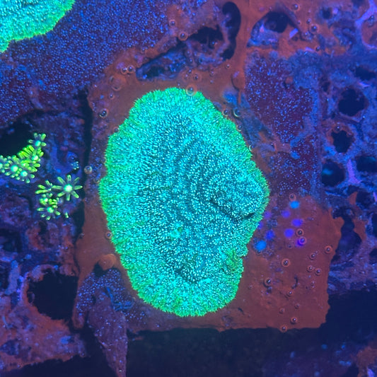 “Pretty coral”
