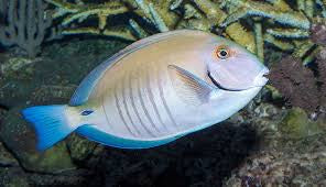 Doctor Fish (Acanthurus chirurgus) – Mad Reefer Aquatics