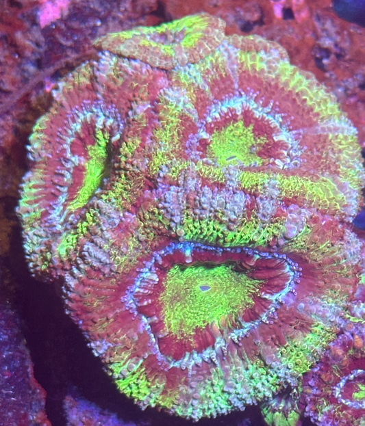 Multi color acan