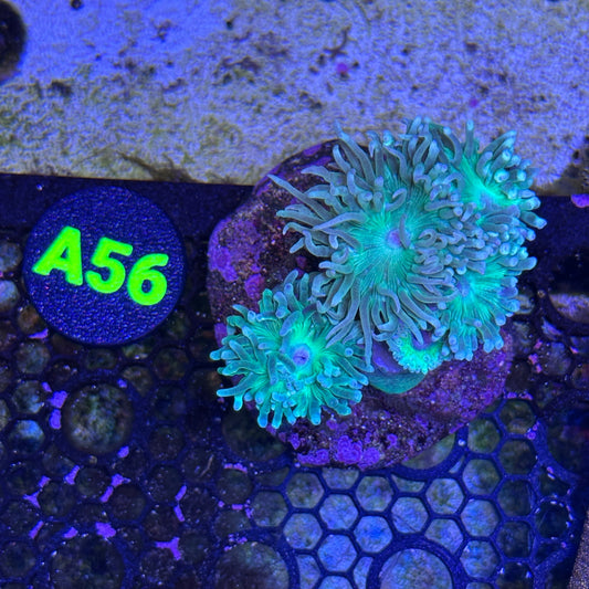 A56