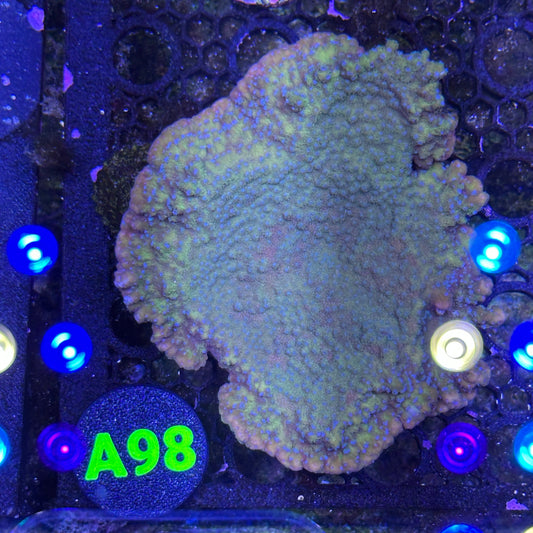 A98