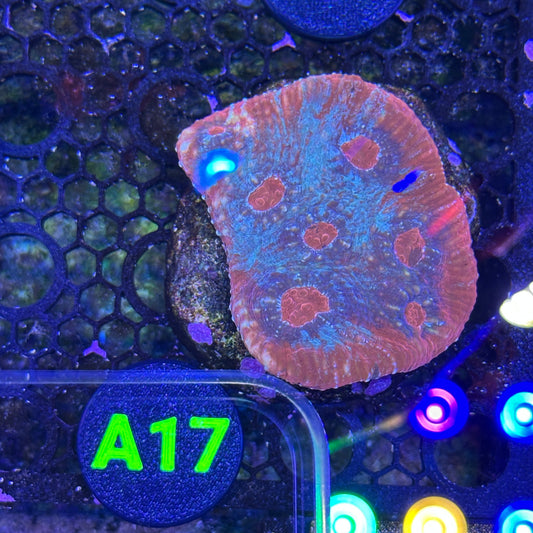 A17