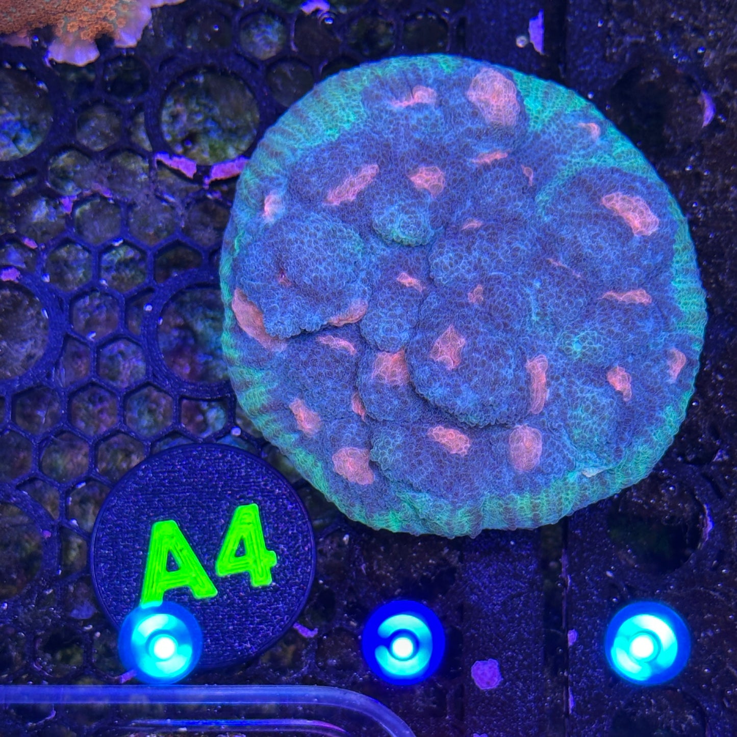 A4