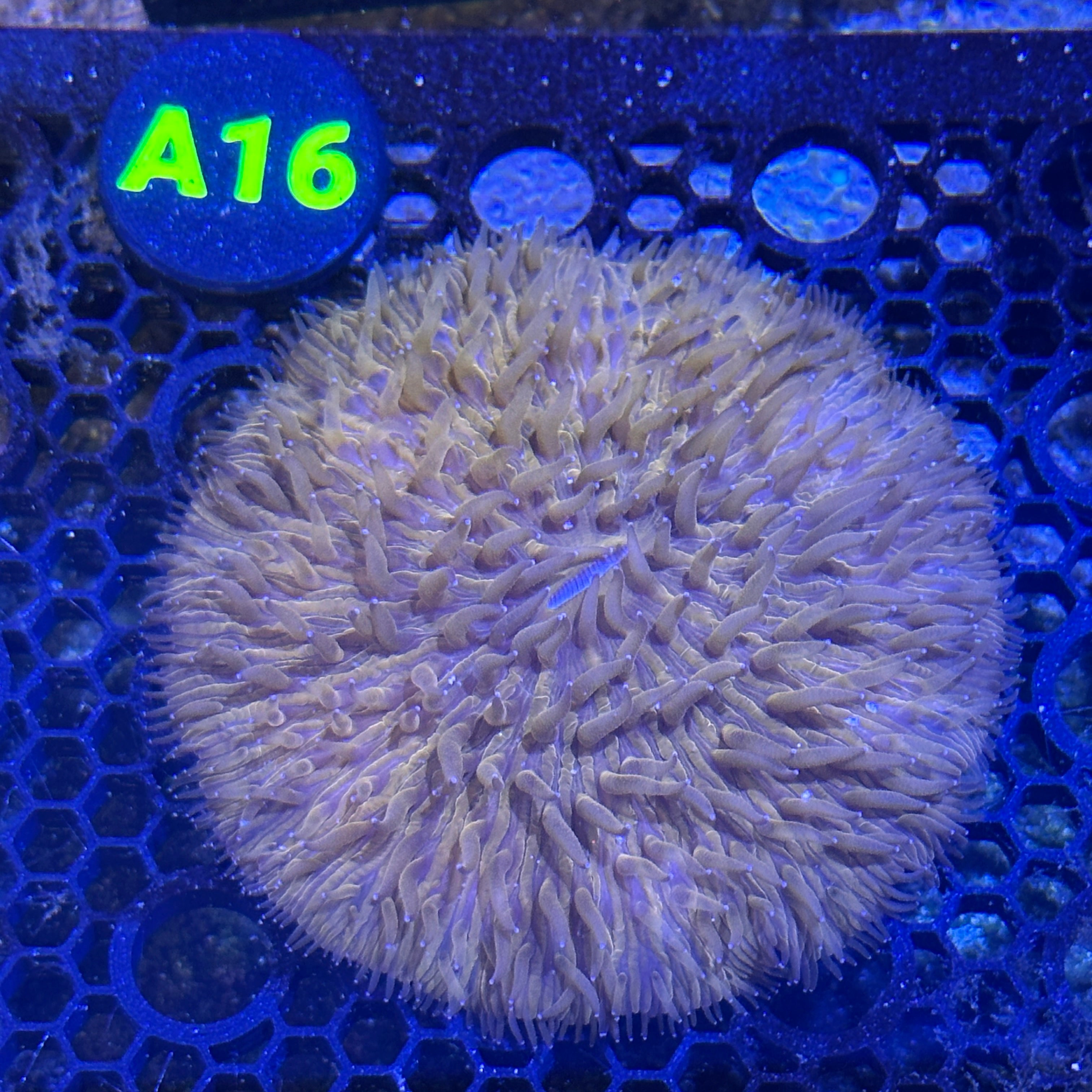 A16 – Mad Reefer Aquatics