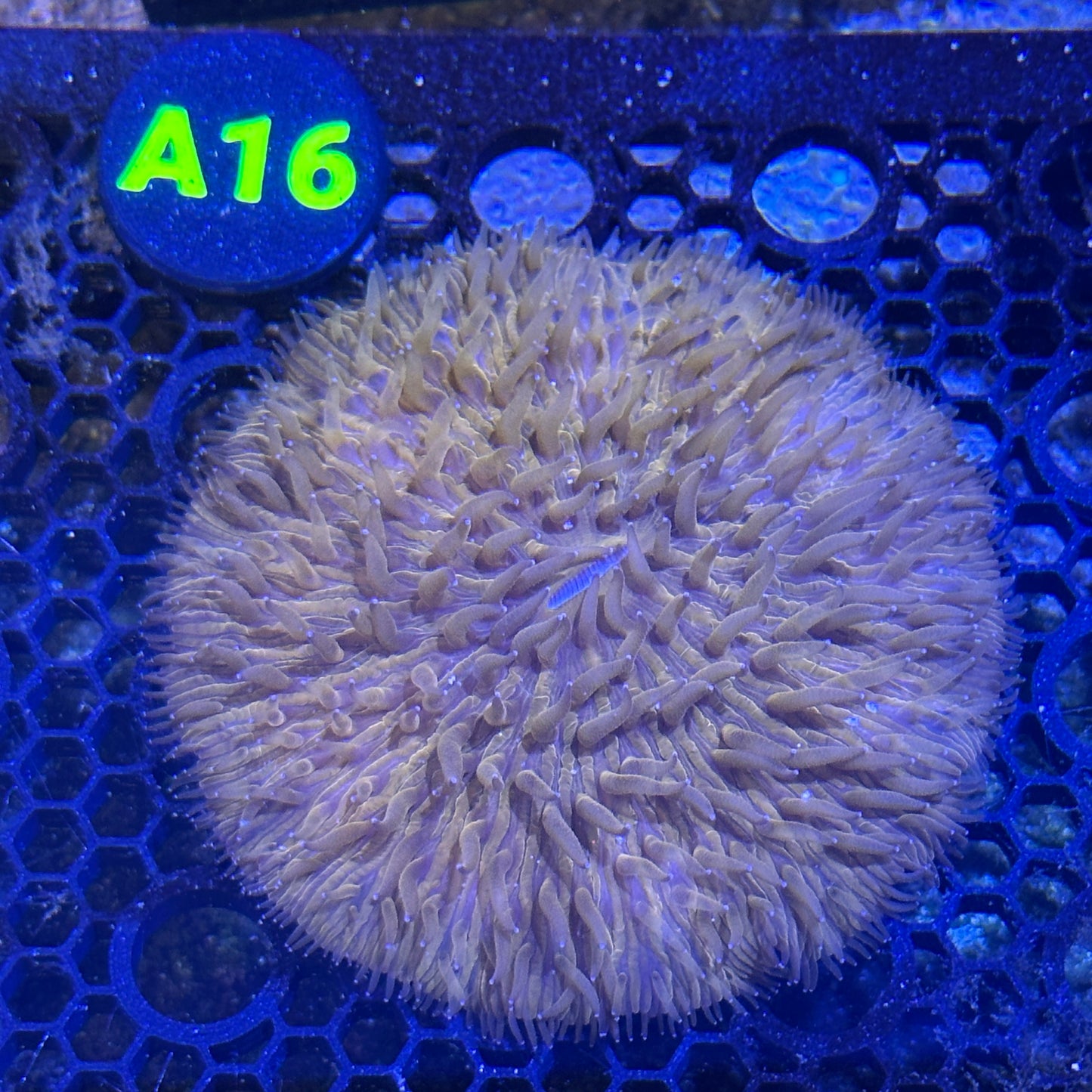 A16