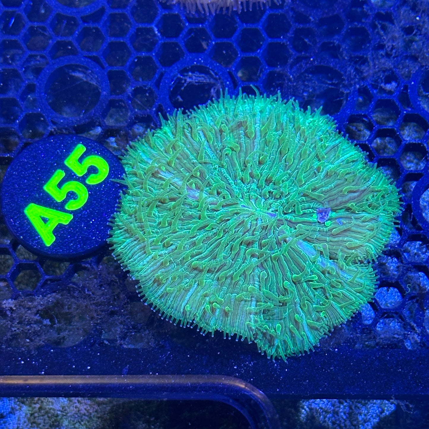 A55