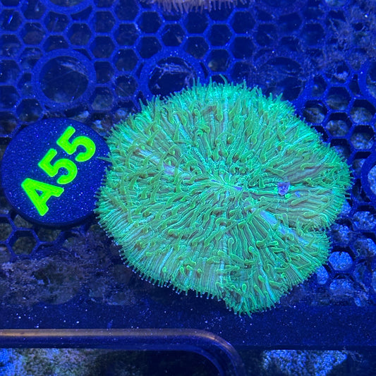 A55